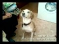 Dog Dances For food (танцующая собака)