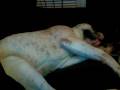 American Bulldog playing