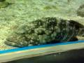 ocean-park-part7