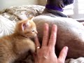 Cute kitty video Cute kitty video