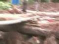 SAKSIKAN - ALAS KUSUMA GROUP MEMBABAT HUTAN LINDUNG - 1