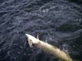 Darryl fish finished edit.wmv
