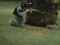 Siuu Paintball SPL 17.Juni 07 Siuu Paintball SPL 17.Juni 07