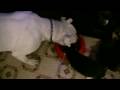 pitbulls eating with a kitten pitbulls eating with a kitten