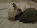 Comet and Blossom - Grooming