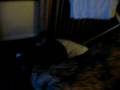 videos de rude awakening