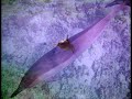 Swimming with Wild Dolphins & Pilot Whales on our Honeymoon