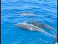 videos de Swimming with Wild Dolphins & Pilot Whales on our Honeymoon