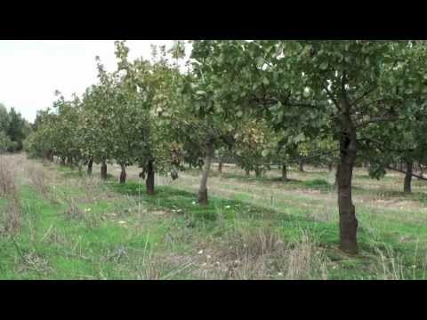 how to harvest pistachios