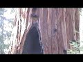 The General Grant Sequoia - Yosemite National Park.