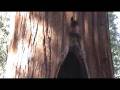 videos de The General Grant Sequoia - Yosemite National Park.