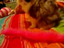 Mocha, Penny and Percy and the pink feather boa toy
