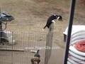Beagle climbing