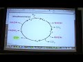 #28 Biochemistry Citric Acid Cycle Lecture for Kevin Ahern's BB 451/551
