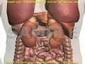 Medical Animation: Kidney Function in Filtering Contrast