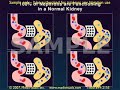 Medical Animation: Kidney Function in Filtering Contrast