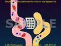 Medical Animation: Kidney Function in Filtering Contrast