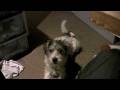 videos de Rizzo Learning to Howl