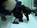 tetraparesi in un gatto Persiano di 4 mesi