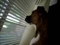 Boxer Dog First Big Bark