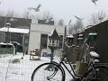winter vogels