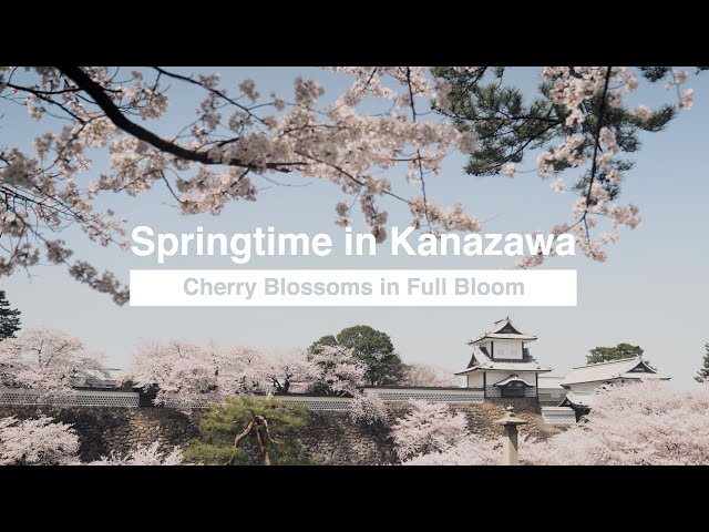 4K Springtime in Kanazawa - Cherry Blossoms in Full Bloom 春の金沢・満開の桜