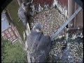 Peregrine falcon chicks fledge from a ledge placed on a cathedral tower in Derby, England. The bird at the back had already fledged two days previously, but had returned to 