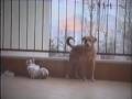 show sex il mio cane dog bisexual  scopa con la gatta my dog