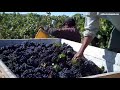 Winegrape Grower Aaron Lange Explains Hand Harvest