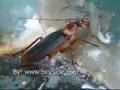 蟑螂真面目 American Cockroach (Periplaneta americana)