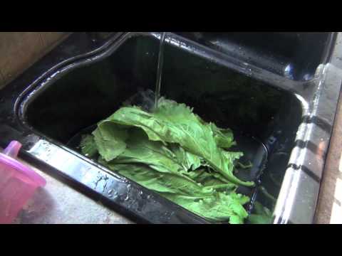 how to harvest mustard