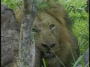 Nkuhuma Pride Pt.4 12-04-07 6:34 am CAT Nkuhuma Pride Pt.4 12-04-07 6:34 am CAT