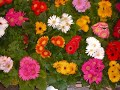 Japanese guitar tune 5: Fiore Giallo, ????, by M Takei Japanese guitar tune 5: Fiore Giallo, ????, by M Takei