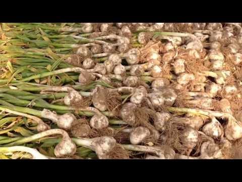how to harvest elephant garlic video