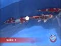 Nishiki Koi Club - young koi show 2006, best baby