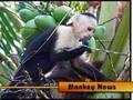 videos de Chimpanzee that! Monkey News! (compilation)