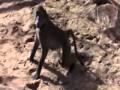 Αστεια Ζωα Jungle Party funny Drunk Animals