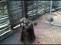 cute baby jaguar en tiger