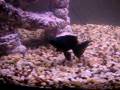 videos de Goldfish