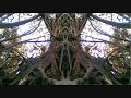 A trip from Kallmünz in Germany to Arambol & Gokarna in India, Nice and Ville Franche at the cote Azur and back home via Austria. 
Kishori Amonkar sings "Rang So Rang Milaaye," a drut khyal composition in Raag Bhimpalasi and Taal Ektaal. (Traveller Edit) - Trees of Arambol