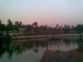 Trees of Arambol
