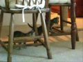 Kittens playing