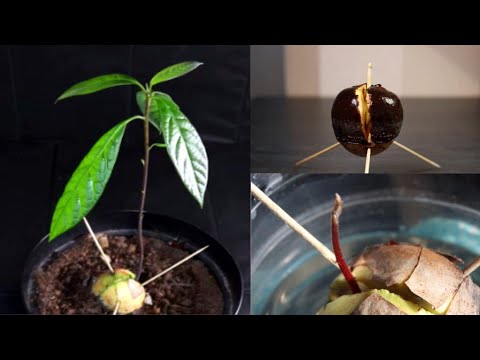 video-linktoworks-How to Grow an Avocado Tree from a Store Bought Fruit