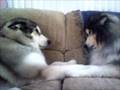 MALAMUTE DANCE