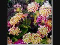 Giardinaggio - Le mie Lantane Giardinaggio - Le mie Lantane