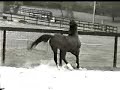 Dutch Warmblood Stallion Ruben O at 5 years old running at liberty.  More info and pics of Ruben and his kids at www.centaurfarms.com