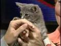 WXII 12 Pet Of The Week: Murray