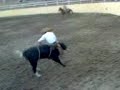 charreada en sta anita