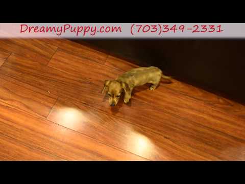 Playful Miniature Dachshund Female puppy