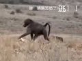 Wild Baboons